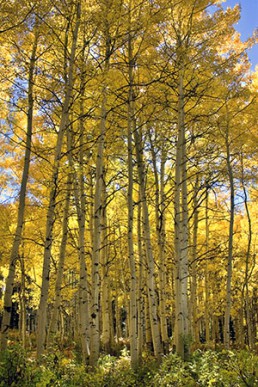 Aspen Grove at Kebler Pass